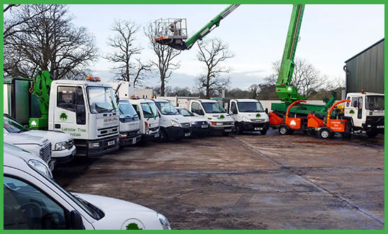 About Leinster Tree Services