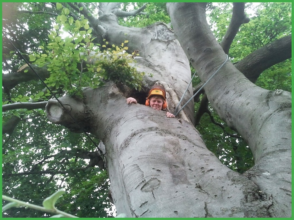 Tree Health Care Cavity