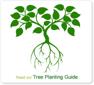 Tree Planting Guide Read