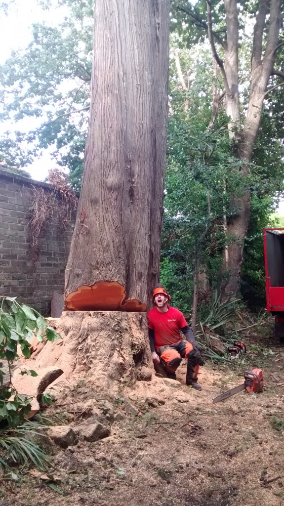 Tree Removal Trunk