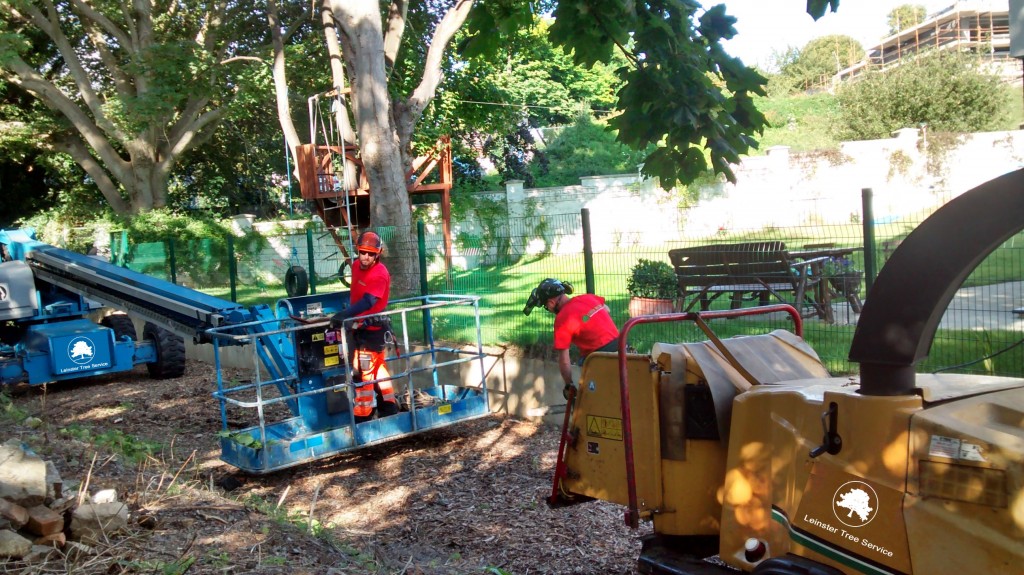 tree removal equipment